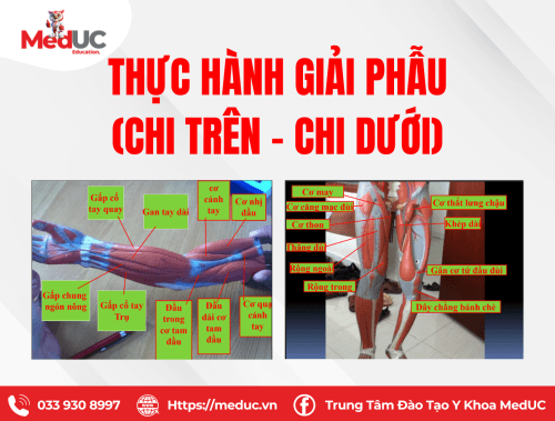 Thực hành giải phẫu chi trên, chi dưới